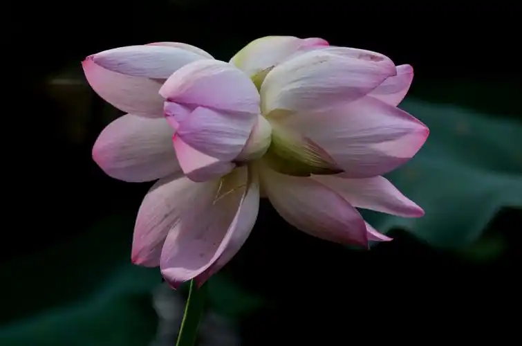 《西湖并蒂荷花》