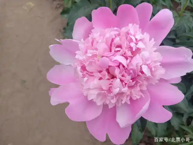 美丽动人,颜色鲜艳的芍药花