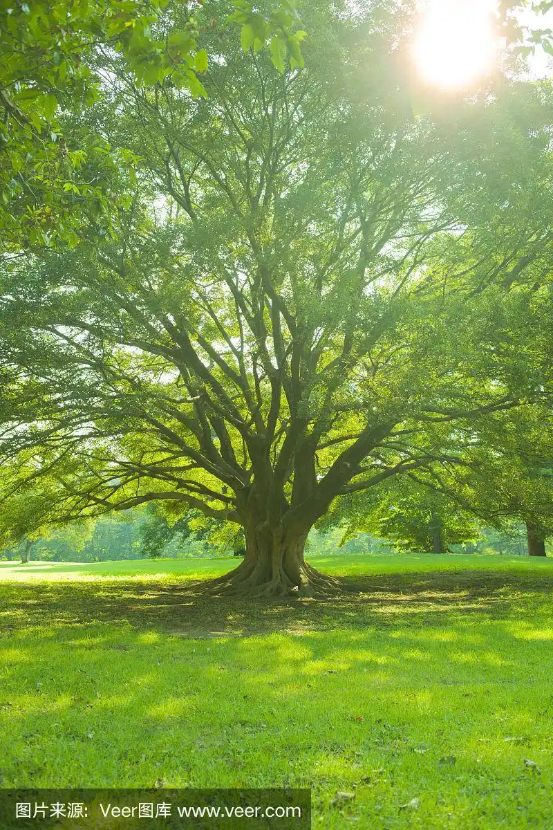 早晨公园里的一棵大树
