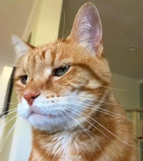 猫咪傲娇起来有多可爱