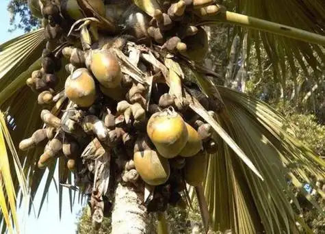 海底椰是什么植物