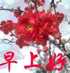 赞美您梅花