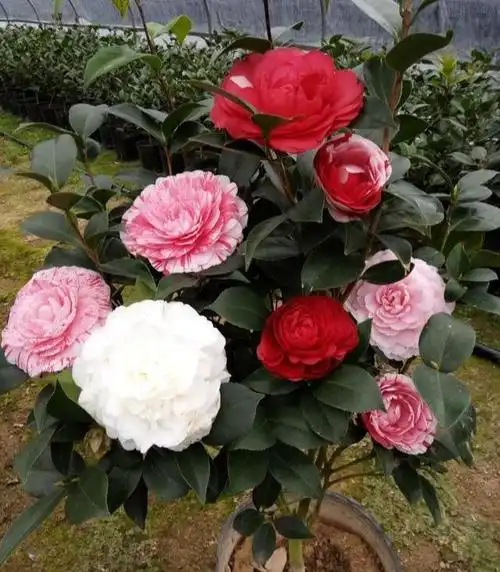 冬末养茶花勤做三动作憋足劲蹿满苞芬芳宜人小半年