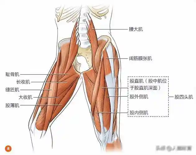 高效训练计划,强化腿部肌肉,远离膝关节疼痛!