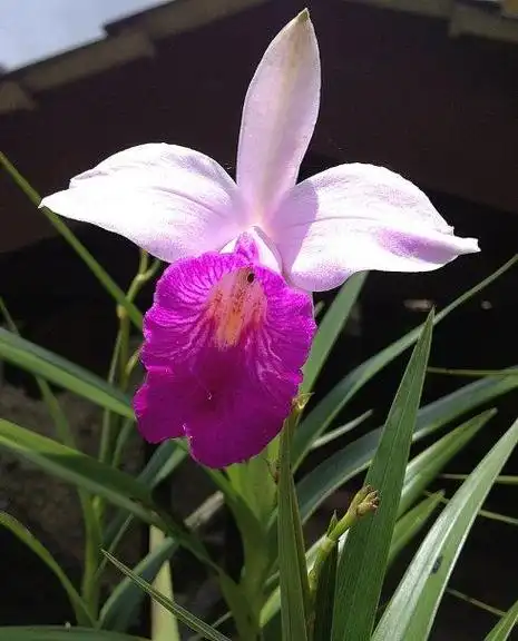 世界上最名贵的6种花贵到你咋舌