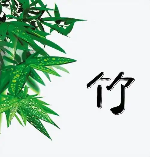 姓氏解竹子头像(姓名中有竹的人可以用的精致头像)(15)
