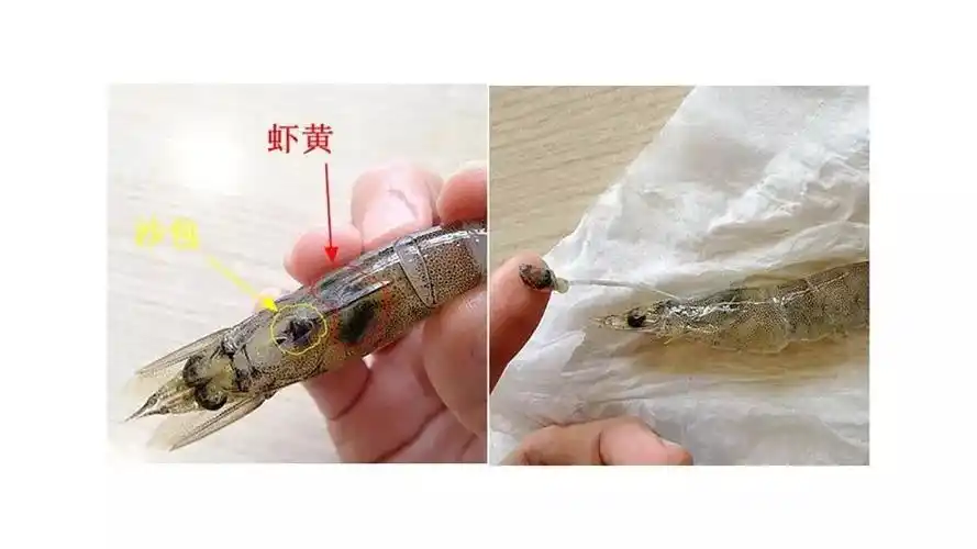 方案一:剪开虾头,把胃找到#下图黄色部位就是胃#,连肠子一起拽出来.