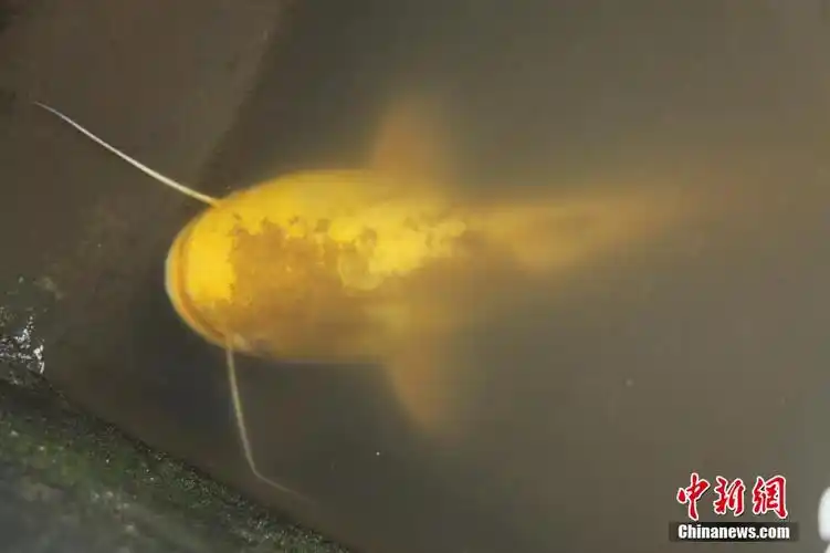 江西男子钓到罕见金黄色鲶鱼 通体晶莹剔透