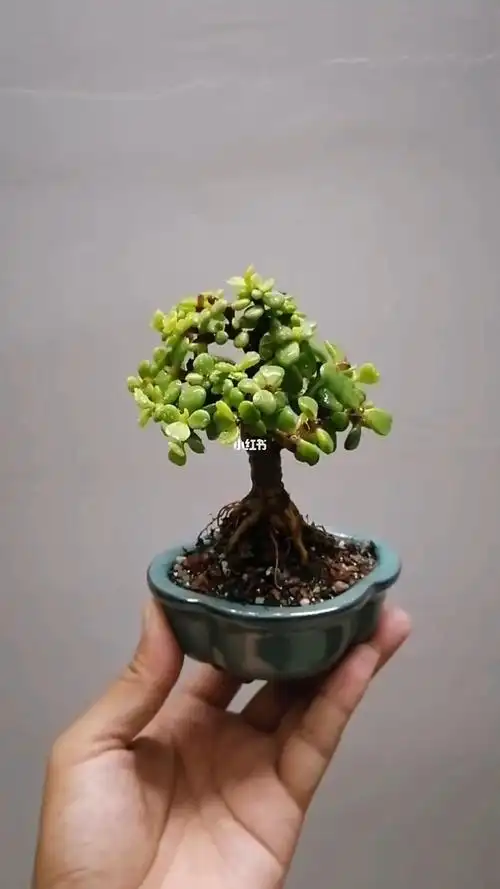 提根盆景  #掌上盆景  #金枝玉叶造型  #迷尼世界