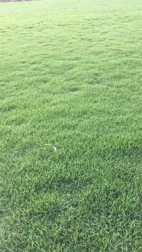 麻江马尼拉草坪批发,福泉马尼拉草坪基地,黄平县马尼拉草皮