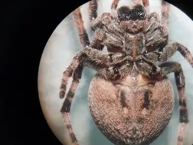 大腹园蛛应该如何进行饲养?_宠物_昆虫_食物