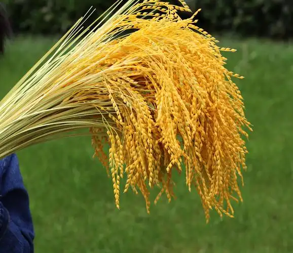 热卖仿真稻谷假水稻麦穗稻穗 干花假大米舞蹈道具花手拿稻子谷子