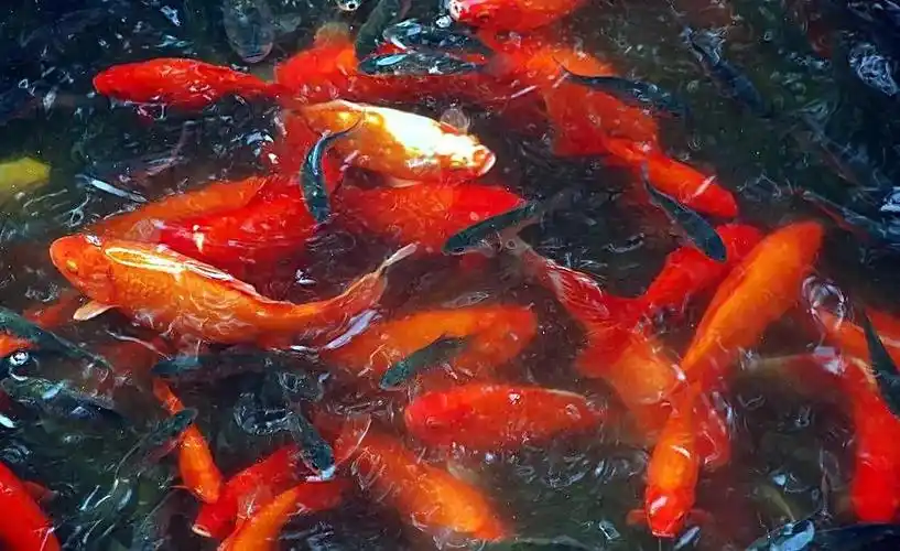 风水锦鲤,寓意吉祥