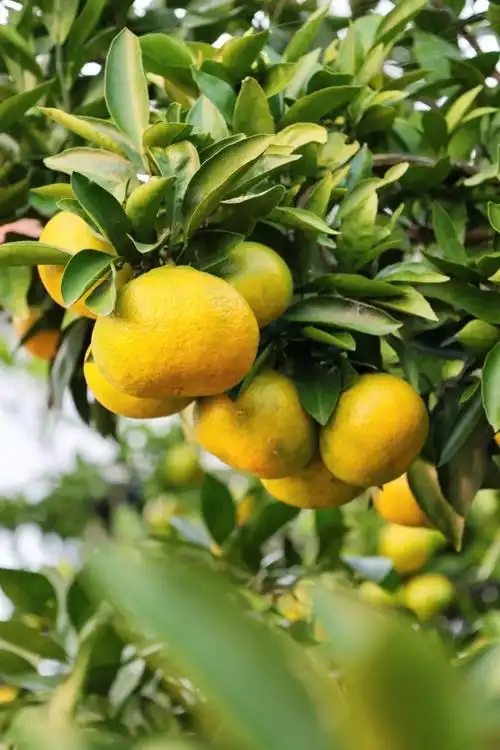 橘子黄啦!把橘子做成水晶果冻,晶莹剔透q弹爽滑,你吃过吗?_腾讯新闻