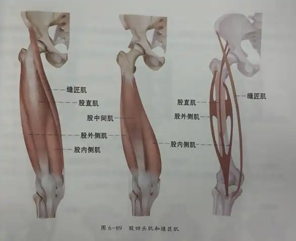 腹肌,你也可以拥有倒三角的背肌,但是如果你的腿部肌肉是像下面这样的