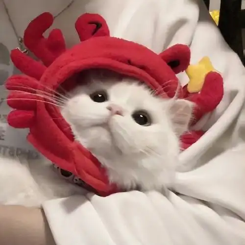 微信头像猫咪萌图片(可爱猫咪头像) - 赤虎壹号