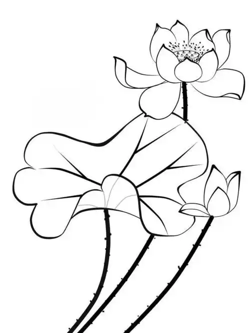 白描荷花图片设计元素素材免费下载(图片编号:1274534)-六图网