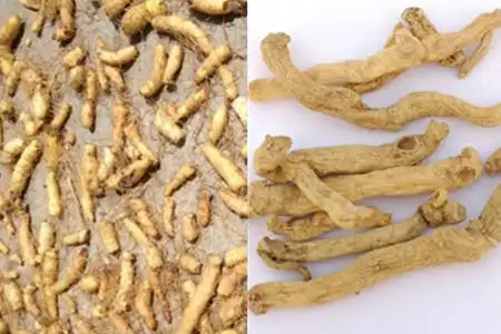 【图】小玉竹与玉竹的区别 它们就像孪生兄弟一样相似