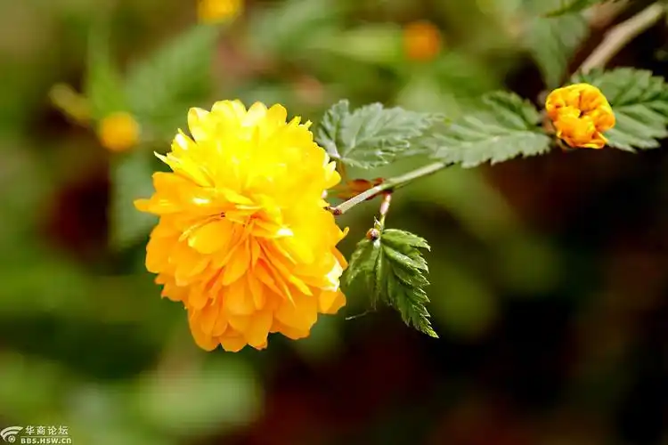 花卉欣赏复瓣棣棠