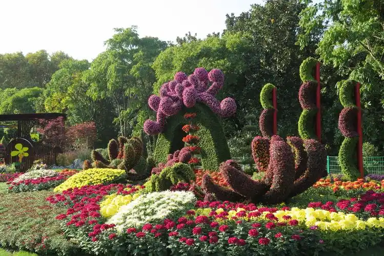 2020上海菊花展掠影(一)