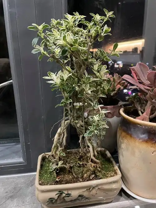 爱草 生活充满阳光7715六月雪盆景入手两个月了,暂时还是比较好养