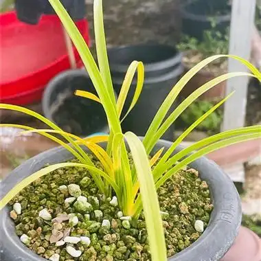 蕙兰落斑黄心草分苗