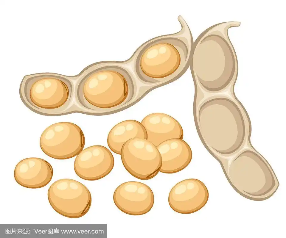 新鲜全大豆蔬菜从花园有机食品开放豆荚矢量插图孤立在