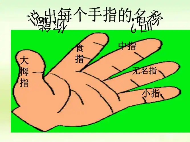 5,《手指》ppt课件