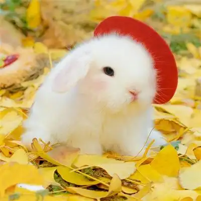 可爱小兔子女生头像萌哒哒的宠物图片