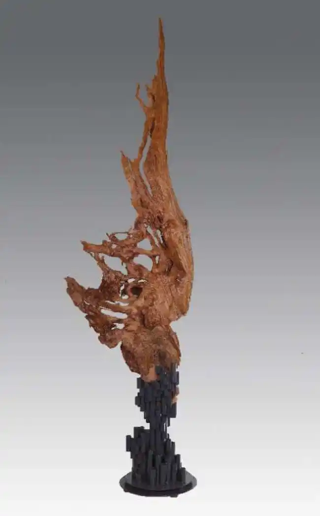 王朝阳:"三峡崖柏"让人欢喜无怨无悔