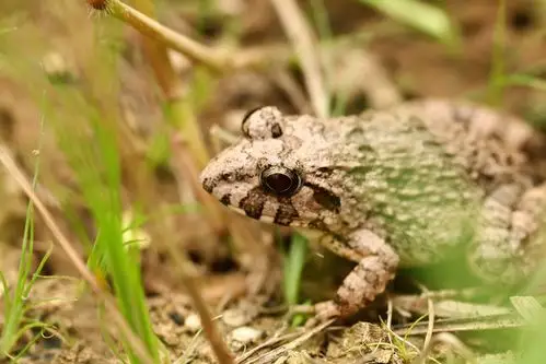 几张常见的土蛙照片
