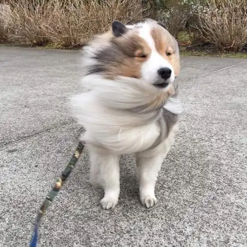 笑眯眯的 特别是出去玩的时候 把开心都写在了脸上 如果刮上一点小风