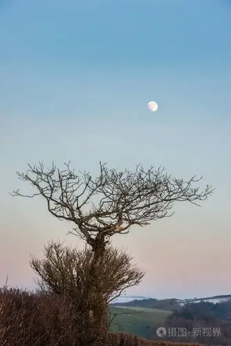 月亮和树木在冬天