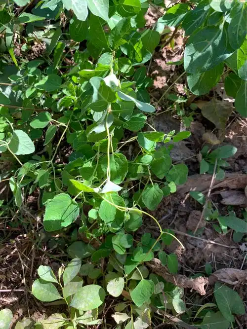 党参(叶片有臭味开花铃铛样俗称臭铃铛)