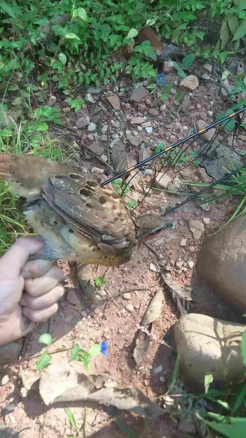 今天被朋友叫出来抓竹鸡.