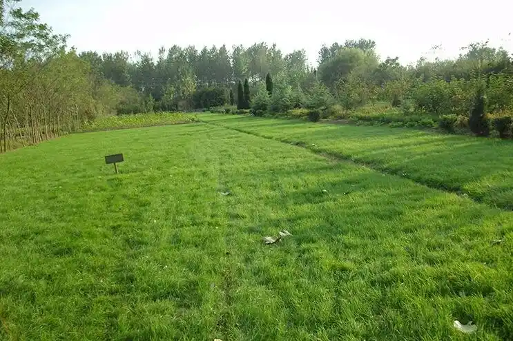 草坪种子多年生黑麦草种籽护坡冷季型耐寒矮生耐践踏庭院别墅免修