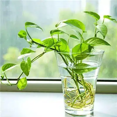 微信最吉利的好看头像风景绿植