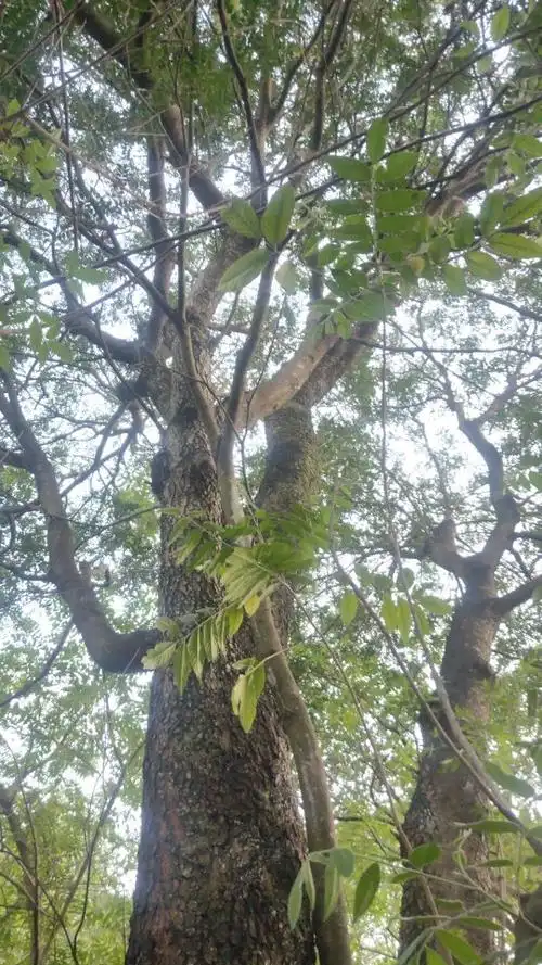 清香木紫油有人收吗?