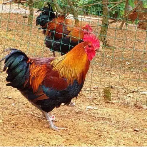 茶花鸡(茶花鸡母鸡叫声)