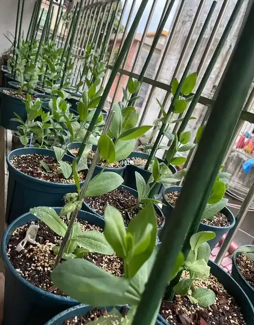 还有20颗洋桔梗苗没有定植,阳台真的没位置种了00