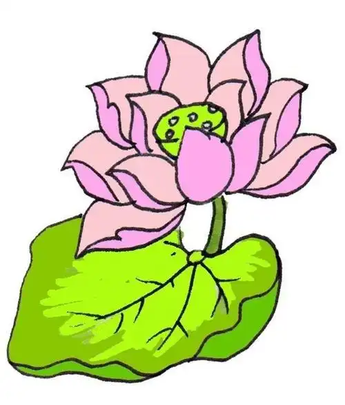 卡通画荷花的简笔画绘画步骤五1985年5月荷花被评为中国十大名花之一.