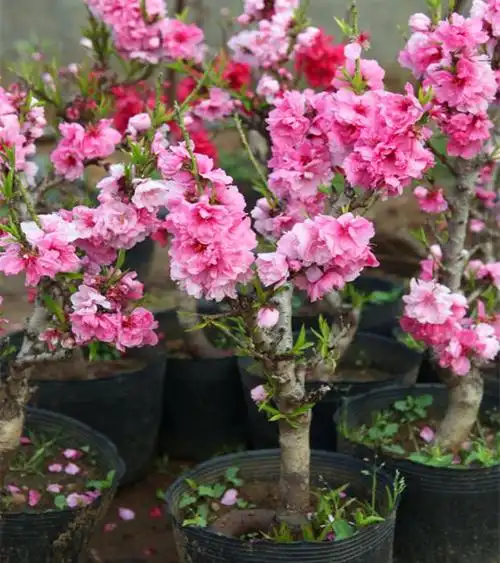 寿星桃苗 重瓣桃花寿心桃盆栽 盆景桃树碧桃苗观赏地栽苗耐寒植物--爱