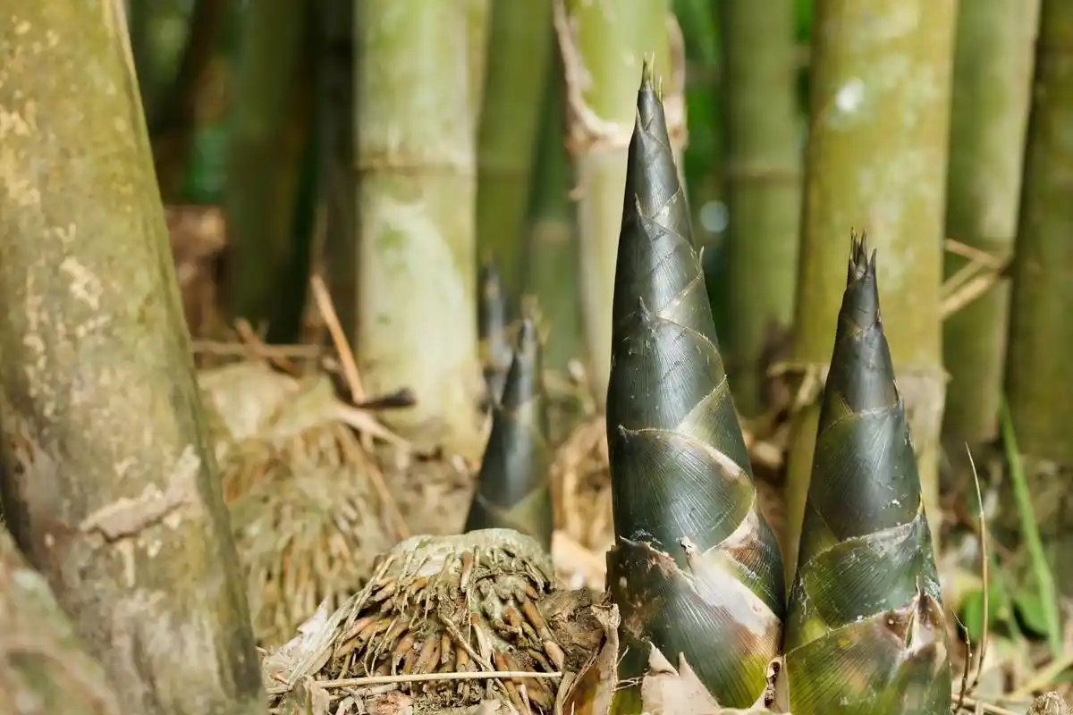 野山笋是竹子初从土里长出的嫩芽,一般69生长在山区的小竹笋,含有
