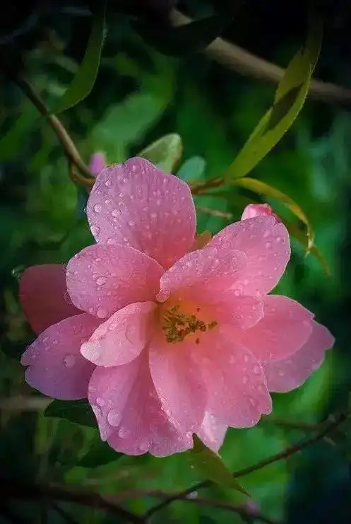 世界上最美的花为你开~(美醉了!