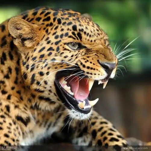 首页 高清图片 高清动物图片关键词:金钱豹凶猛野兽猫科动物特写食肉