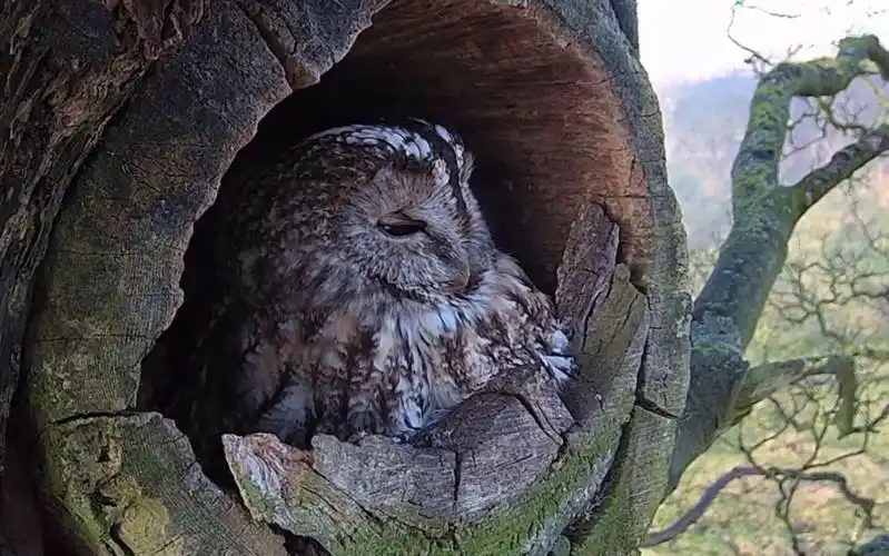 猫头鹰 在它的窝里