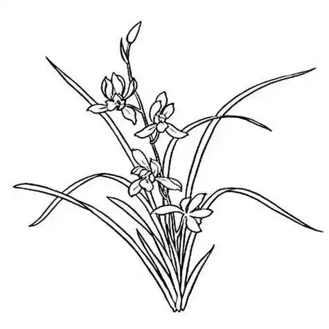 幼儿园大班绘画兰花飘香简笔画 简笔画图片大全-普车都