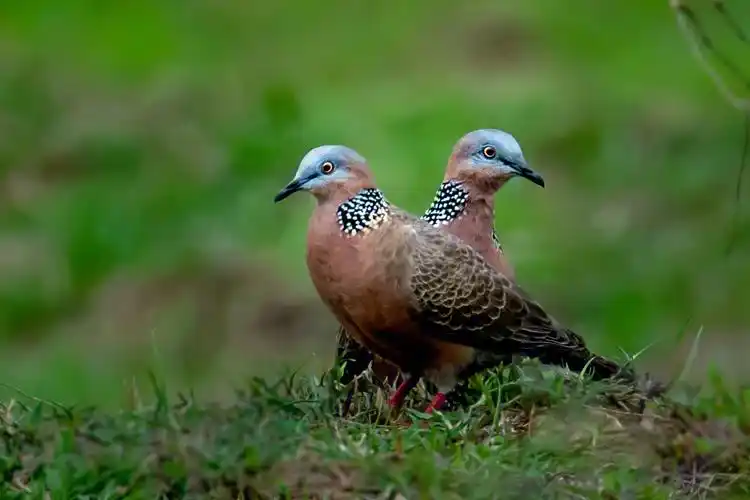 珠颈斑鸠别名鸪雕花脖斑鸠等
