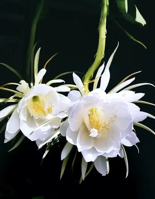 摄影昙花一现刹那与永恒