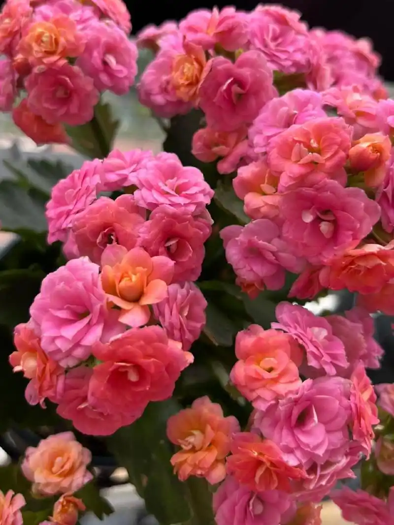 长寿花-大鹏 这颗也开了好久,还是很新鲜的状态耶～比心